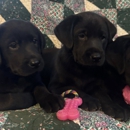 Eden Farms Quarter Horses and Labrador Retrievers
