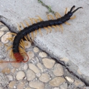 Encino Pest Control - Pest Control Services