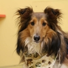 Tranquility Veterinary Clinic gallery