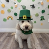 Marcie's Country Pet Spa gallery