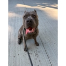 Fresh Paws Pet Grooming and Dog Daycare