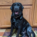 Kishholm Labradors - Pet Breeders
