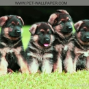 Davis Pet Hospital - Veterinarians