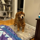 Wachusett Pet Care