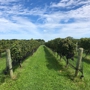 Macari Vineyards