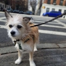 Luke Dogwalker-May the Paws Be With You! - Pet Sitting & Exercising Services