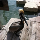 Hungry Tarpon Restaurant