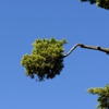 B & A Tree Service gallery