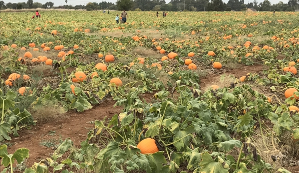 Bishop's Pumpkin Farm - Wheatland, CA