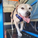 Mobile Dog Runners & Pet Care Solutions LLC - Dog Training