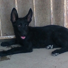 Metivier Family German Shepherds