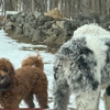 Dog Commander gallery