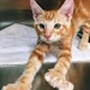 Cats Only Veterinary Clinic - Veterinary Clinics & Hospitals