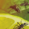 Pest Control KC gallery