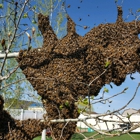 Bee Rescue Foundation Of Florida Live Bee Removal