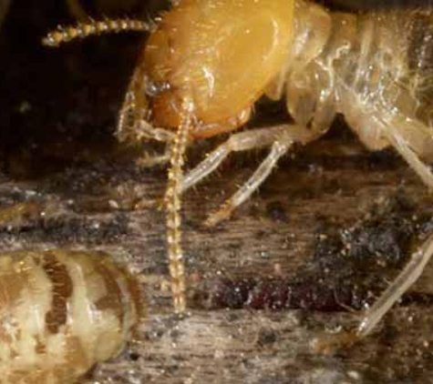 Advanced Pest Management - Riverina - Lake Albert, NSW