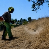 Alex Tree Service gallery