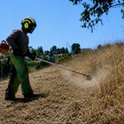 Alex Tree Service