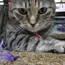 Accent On Animals -Fishtown/Port Richmond - Pet Food