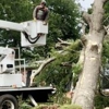 Men in Green Tree Service gallery