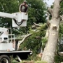 Men In Green Tree Service