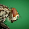 Rooftop Exterminating gallery