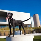 Mom's Mutt Mansion and Mobile Makeovers