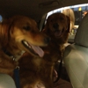Elon Oaks Veterinary Hospital gallery