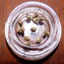 Full Spectrum Seeds - Seeds & Bulbs-Wholesale & Growers