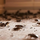 OHearn Pest Control - Pest Control Equipment & Supplies