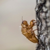 Callahan's Termite & Pest Control Inc gallery