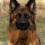 Vom Faehnrich-Chicagoland German Shepherds