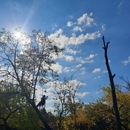 Madison Tree Care & Landscaping, Inc. - Tree Service