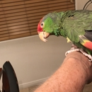 For the Birds A ND More