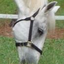 Tranquil Acres Horse Boarding - Horse Boarding