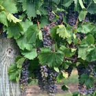 Four Daughters Vineyard Winery