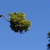 Randy's Pro Landscaping & Tree Service gallery