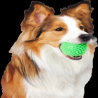 Top Dog Groomerie and Boutique