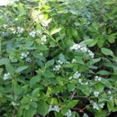 The Local Blueberry - Garden Centers