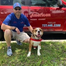 All American Dog Training Academy - Dog Training