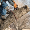 Armando's Tree Service gallery