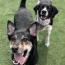 VCA Animal Wellness Center of Maple Grove - Veterinarians