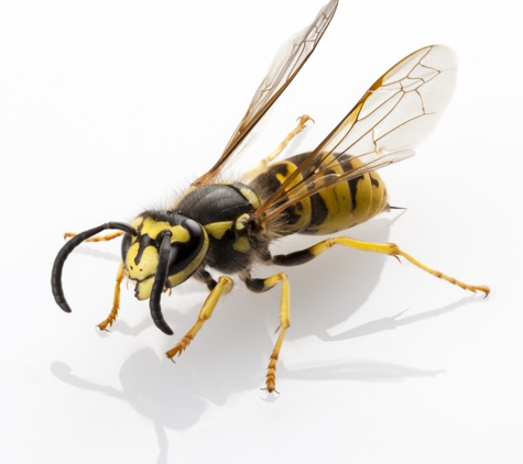 Economy Termite & Pest Control Inc - Bloomington, IN