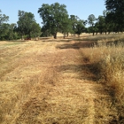 Crossfire Tree & Vegetation