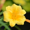 Edwards Nursery gallery