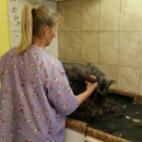Lucia's Pet Grooming Salon - Pet Grooming