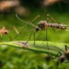 Havard Pest Control Columbia MS gallery