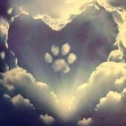 Legacy Pet Crematory