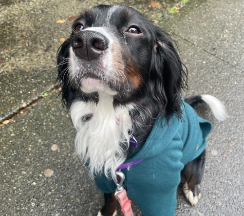 Trails and Tails Dog Walking - Seattle, WA. Stylin'