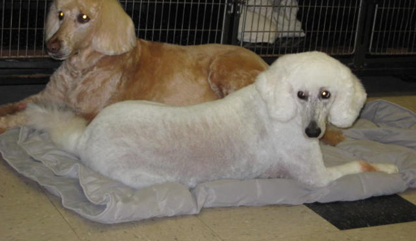 Clipper Ship Pet Grooming - Lake Mary, FL